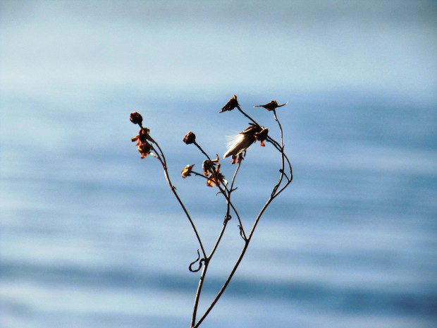 Love Gargano