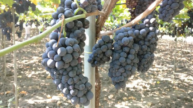 Vendemmia 2018