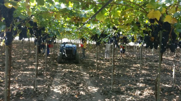 Vendemmia 2018