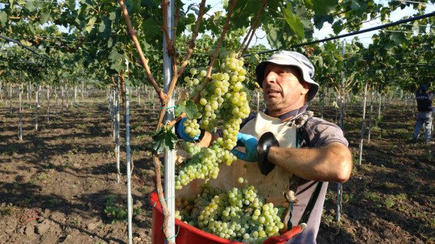 Vendemmia 2018